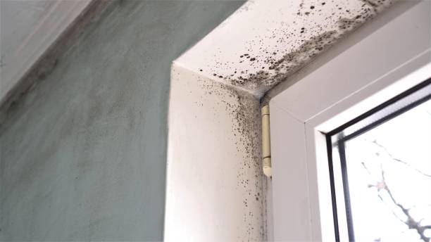 Best Commercial Mold Removal  in Cashmere, WA